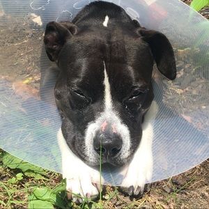 Meet your Posher, Connor